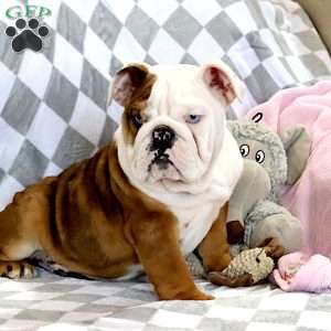 Coach, English Bulldog Puppy